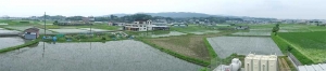 270616田植え