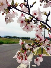 10170410桜