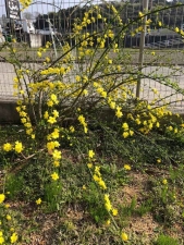 20180404雲南黄梅