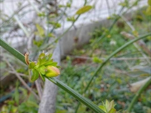 20170403うんなんおうばいツ