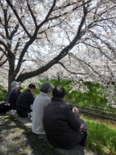 270402hanami.jpg